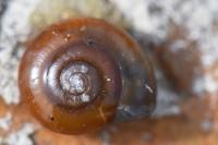 Aegopinella nitidula