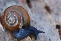 Aegopinella nitidula