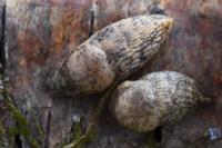 Deroceras reticulatum