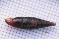 Cochlodina laminata