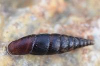 Cochlodina laminata