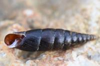 Cochlodina laminata