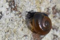 Perpolita hammonis