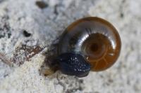 Perpolita hammonis