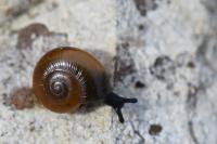 Perpolita hammonis