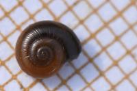 Perpolita hammonis