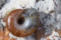 Aegopinella nitidula