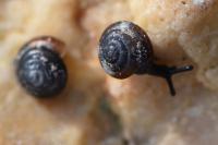 Euconulus fulvus fulvus
