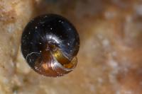 Euconulus fulvus fulvus