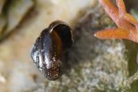 Euconulus fulvus fulvus