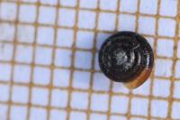 Euconulus fulvus fulvus