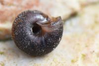 Trochulus hispidus
