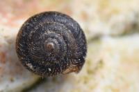 Trochulus hispidus
