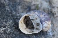 Theodoxus fluviatilis