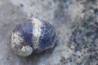 Theodoxus fluviatilis