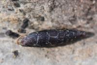 Clausilia bidentata