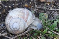 Helix pomatia