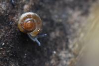 Gonyodiscus rotundatus