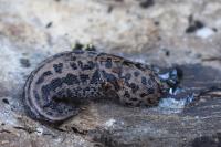 Limax maximus
