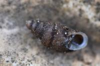 Merdigera obscura