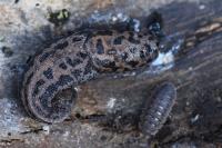 Limax maximus