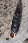 Clausilia bidentata
