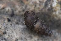 Merdigera obscura