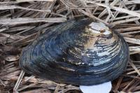 Anodonta anatina