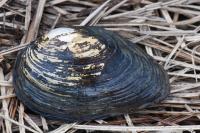 Anodonta anatina