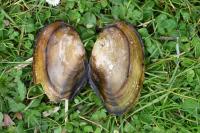 Anodonta anatina