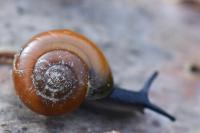 Aegopinella nitidula
