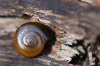 Perpolita hammonis