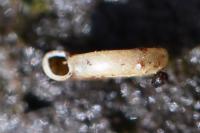 Anisus spirorbis