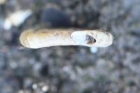 Anisus leucostoma