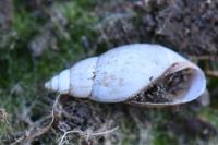 Aplexa hypnorum