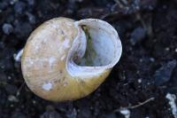 Cepaea hortensis