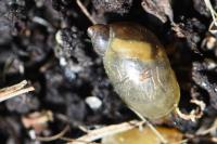 Succinea putris