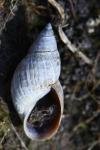 Stagnicola palustris