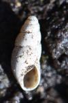 Cochlicopa lubrica