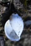 Physa fontinalis