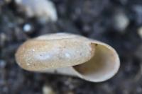 Oxychilus cellarius