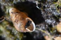 Merdigera obscura