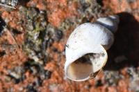 Galba truncatula