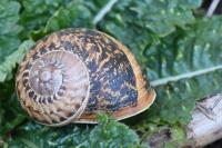 Cornu aspersum