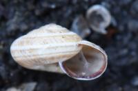 Cernuella aginnica