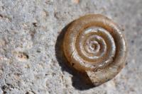 Anisus spirorbis