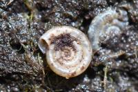 Anisus spirorbis