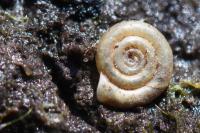 Anisus spirorbis