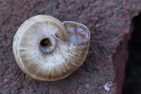 Cernuella aginnica