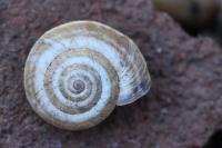 Cernuella aginnica